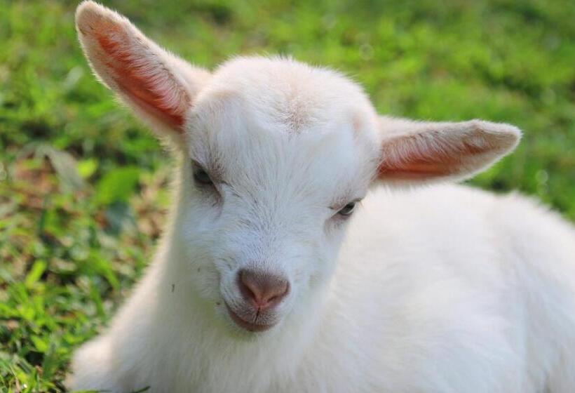 בית מלון כפרי Cheese Farm & Lodge