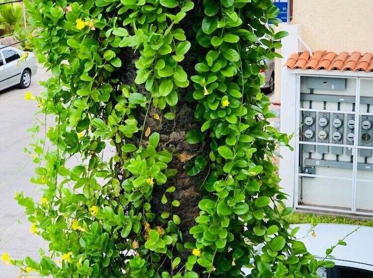 בית מלון כפרי Rosarito