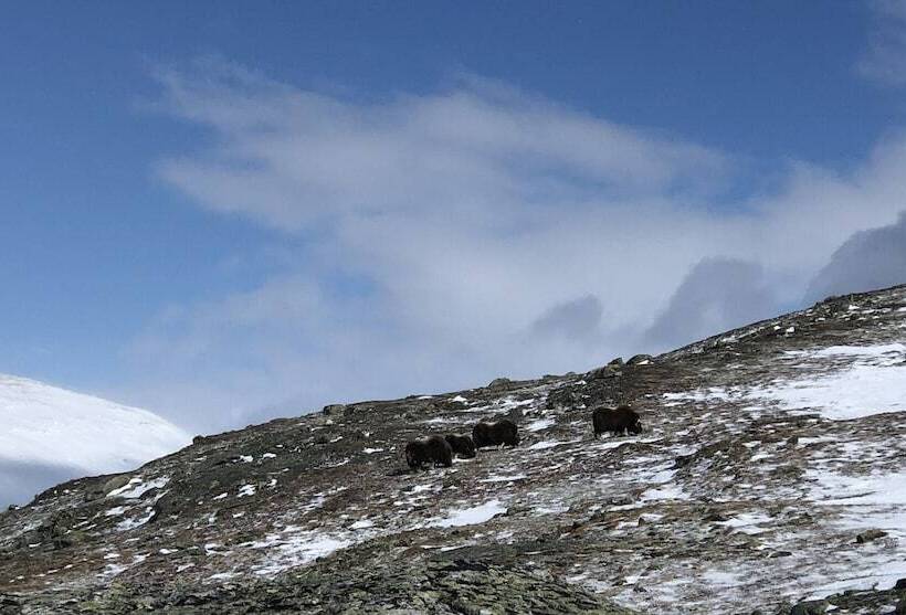 Отель Dovregubbens Hall