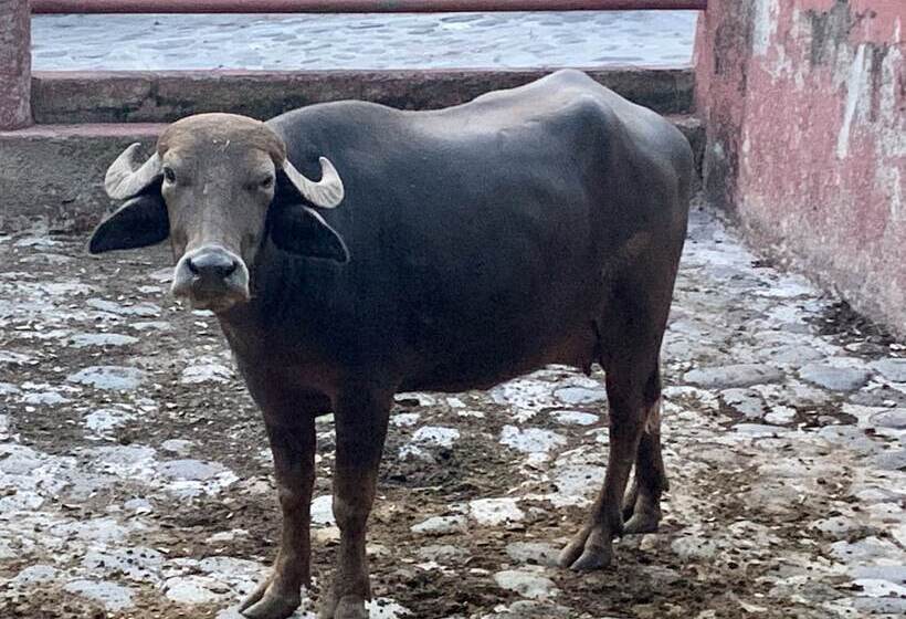 Отель Rancho Agua Salada