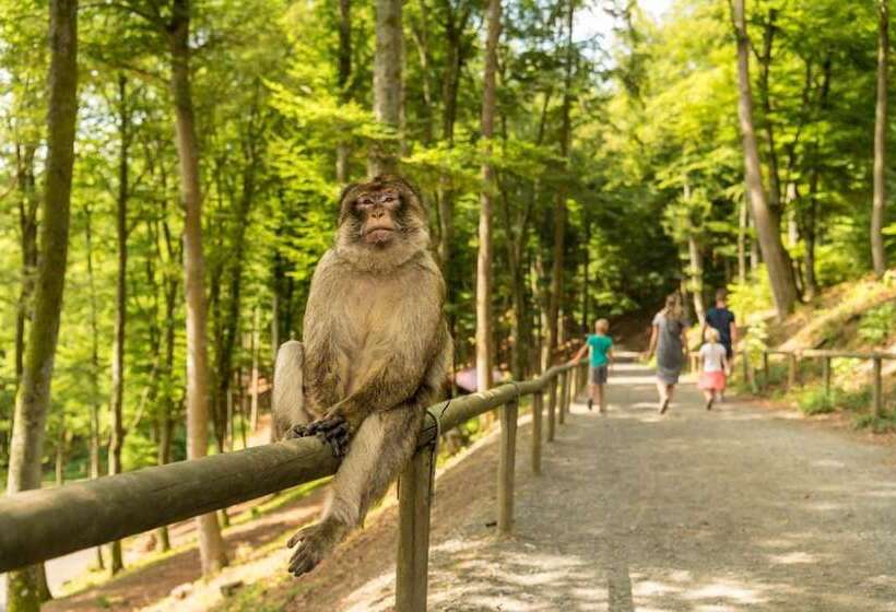 Отель Lowenstein