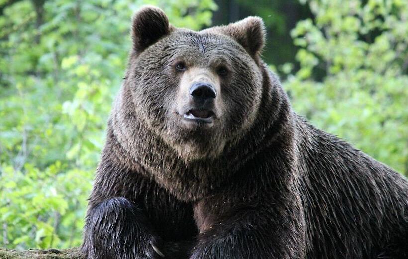 住宿加早餐  Bayrisch Retro