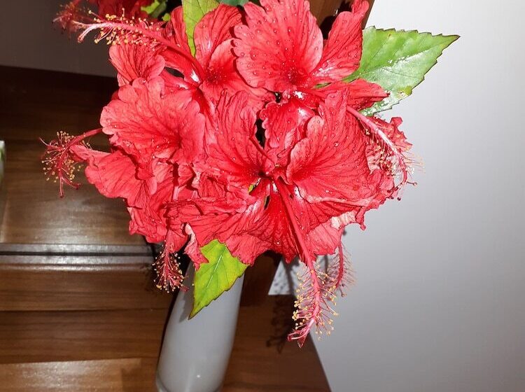 צימר Sigiri Hibiscus Villa