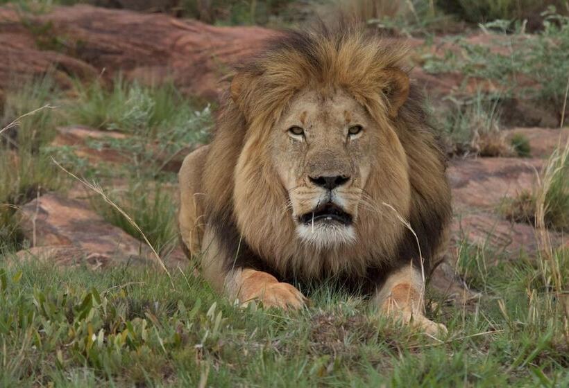 ホテル Inzalo Safari Lodge