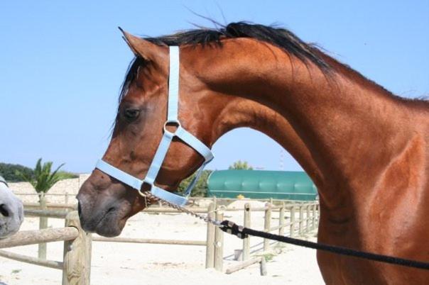 בית מלון כפרי Masseria Autigne