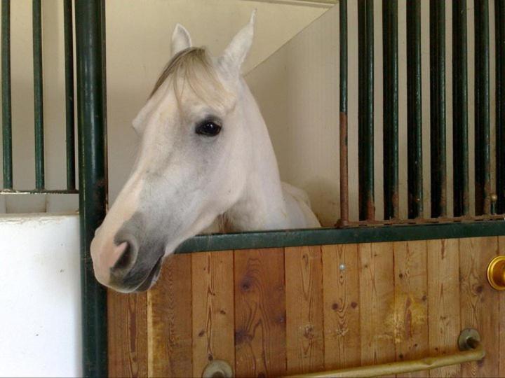 בית מלון כפרי Masseria Autigne