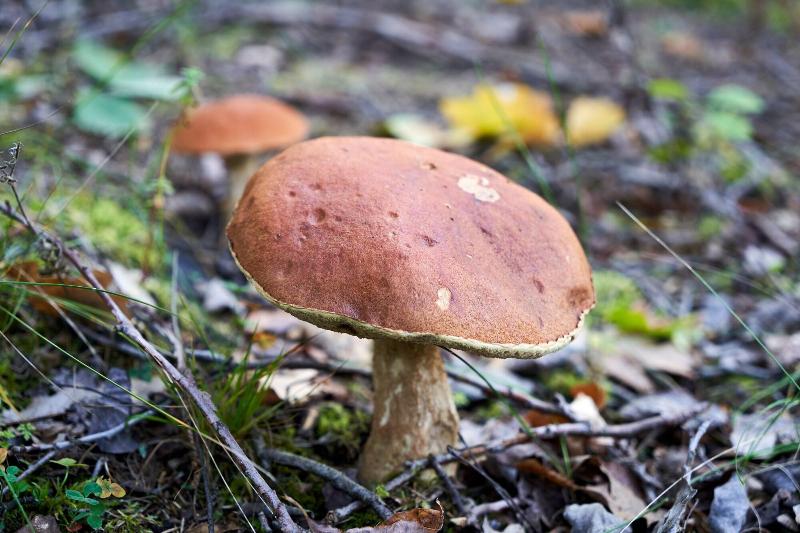 בית מלון כפרי Villa Molnby