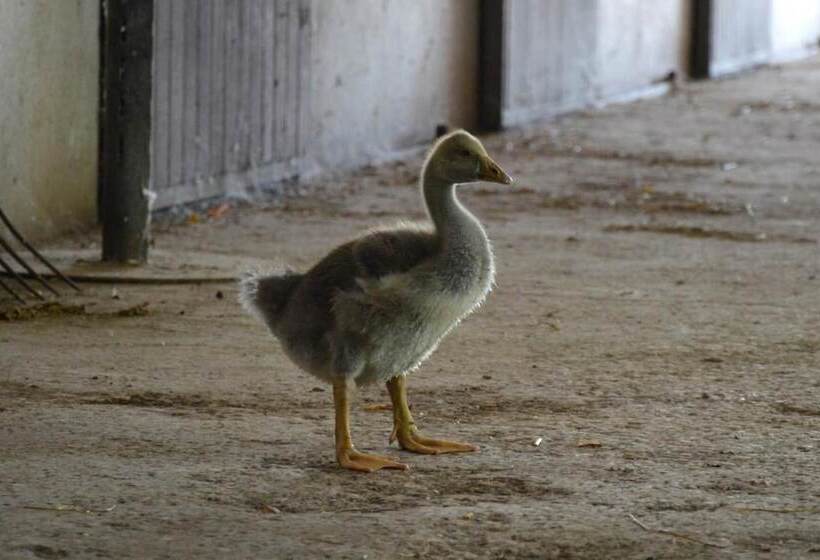 乡村酒店  Società Agricola La Staccionata