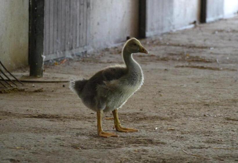 乡村酒店  Società Agricola La Staccionata