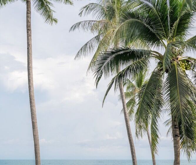 리조트 Centara Reserve Samui