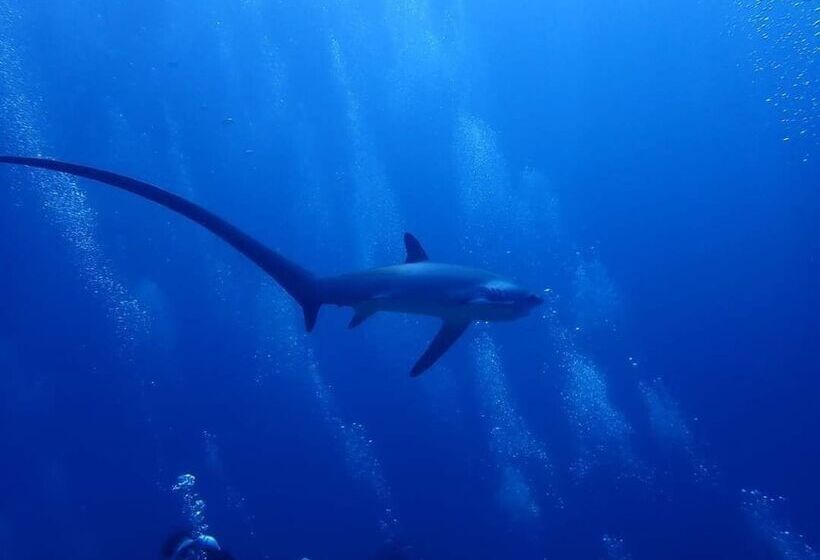 هاستل Avila S Horizon Dive Resort Malapascua