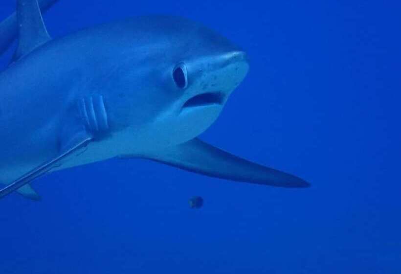 هاستل Avila S Horizon Dive Resort Malapascua