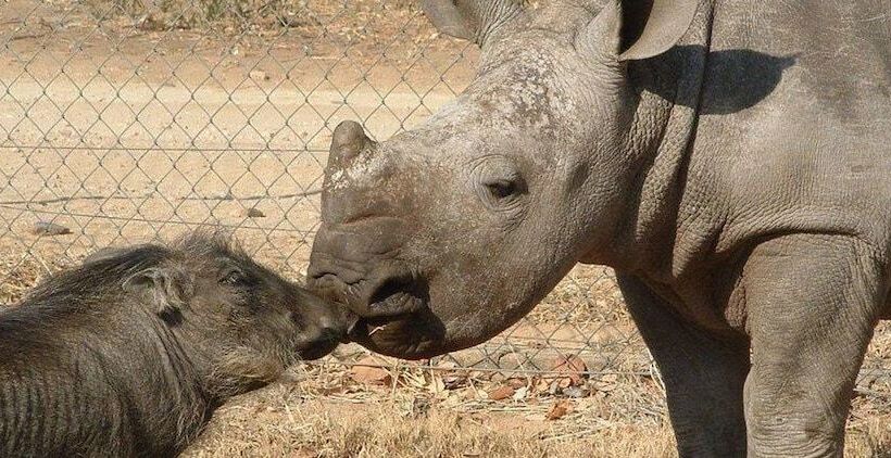 ホテル Hazyview Buffalo Game Lodge