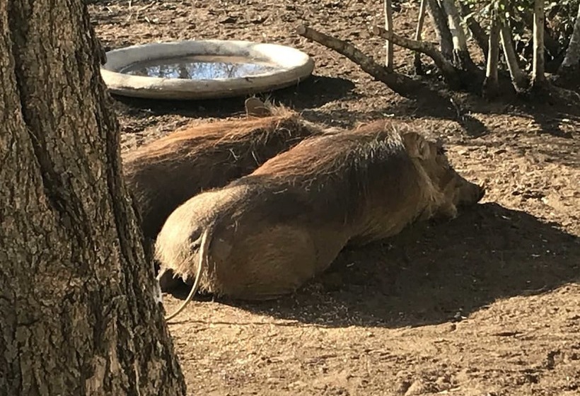 בית מלון כפרי Lindiwe Safari Lodge