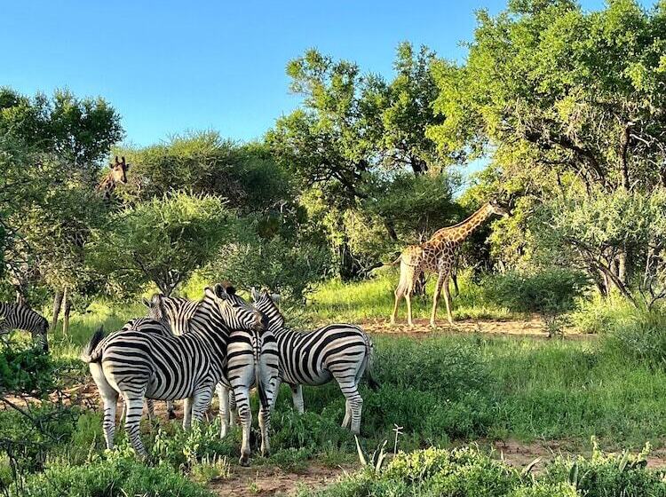 בית מלון כפרי Lindiwe Safari Lodge