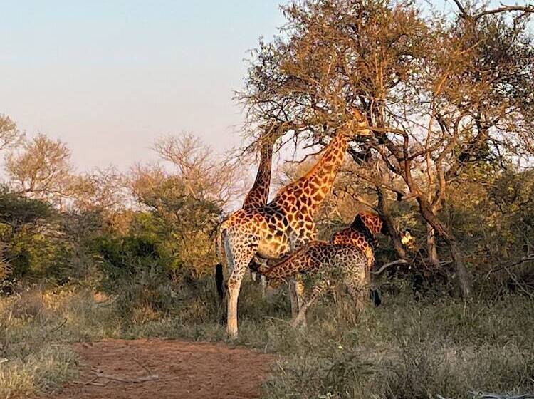 בית מלון כפרי Lindiwe Safari Lodge