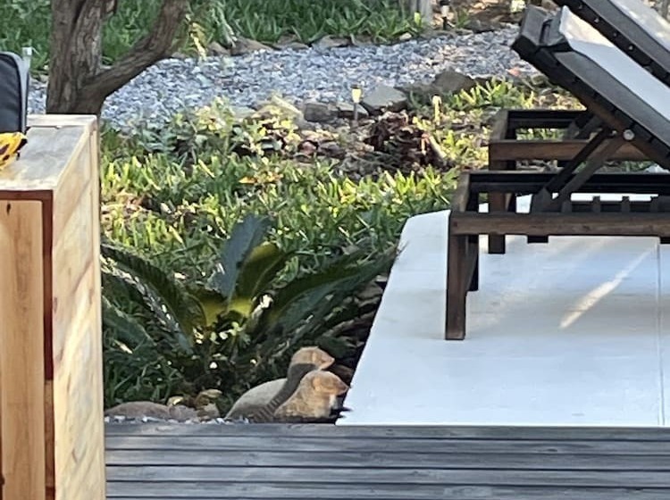 בית מלון כפרי Lindiwe Safari Lodge