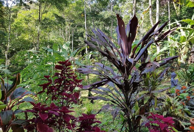 La Shamana Ecological, Concept In The Jungle