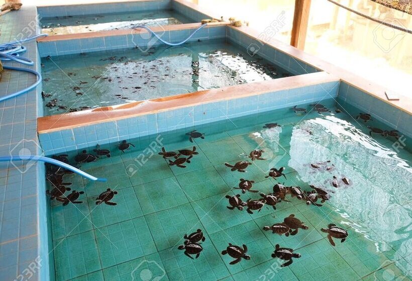 ペンション Bunga Baru Bungalow