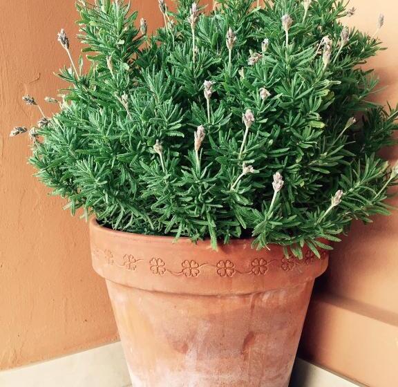 Пансион Guesthouse Tariba