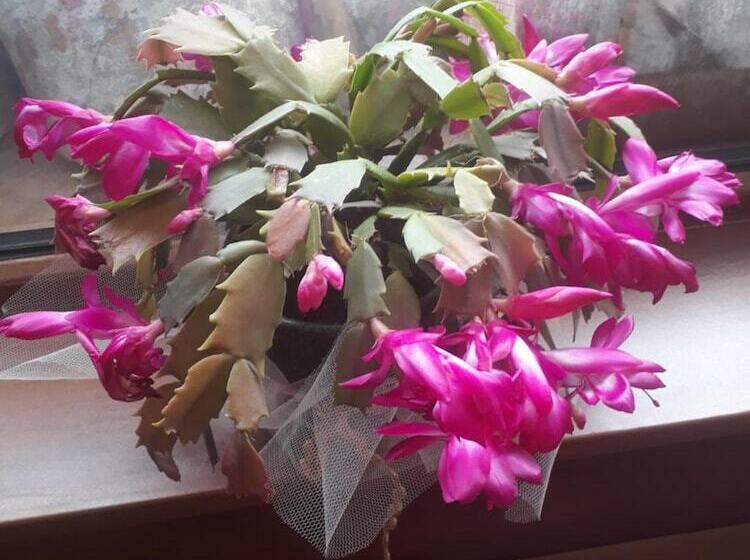 호텔 Guest House Ivan