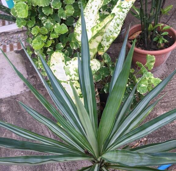 هتل Mabuhay Thresher Dive Resort