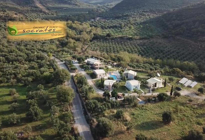 Socrates Organic Village   Wild Olive