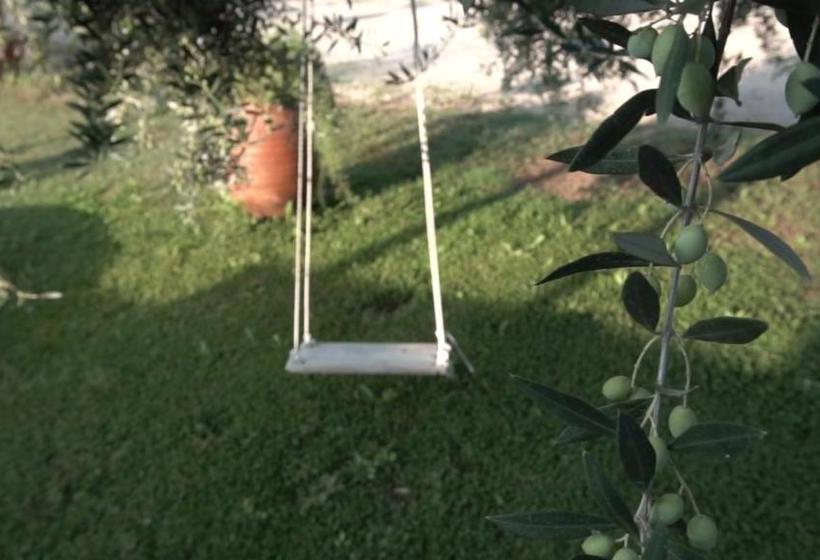 Socrates Organic Village   Wild Olive