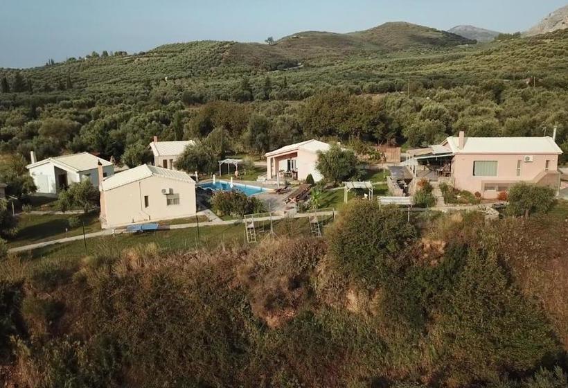 Socrates Organic Village   Wild Olive