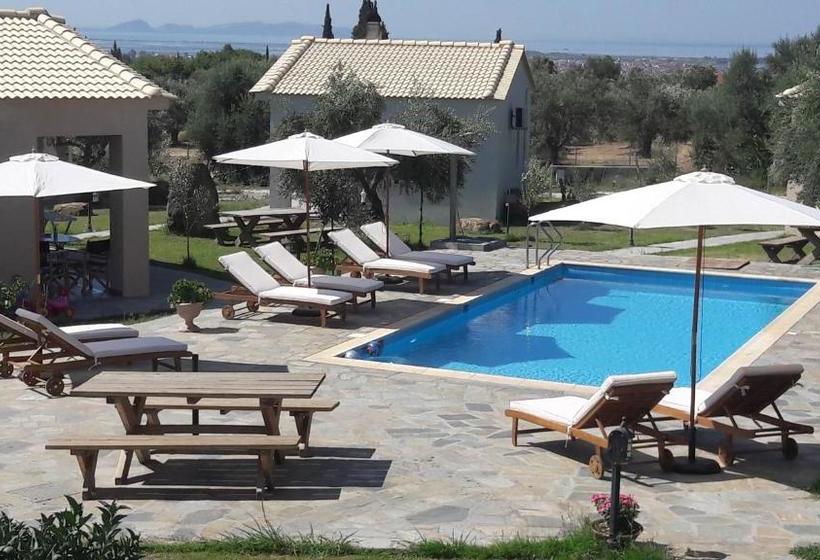 Socrates Organic Village   Wild Olive