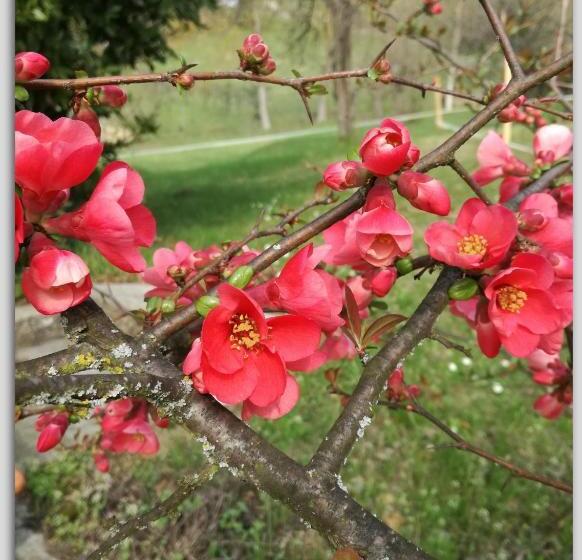 ベッドアンドブレックファースト Cascina Luvot