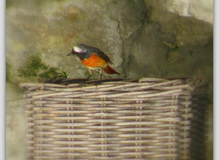 ベッドアンドブレックファースト Cascina Luvot