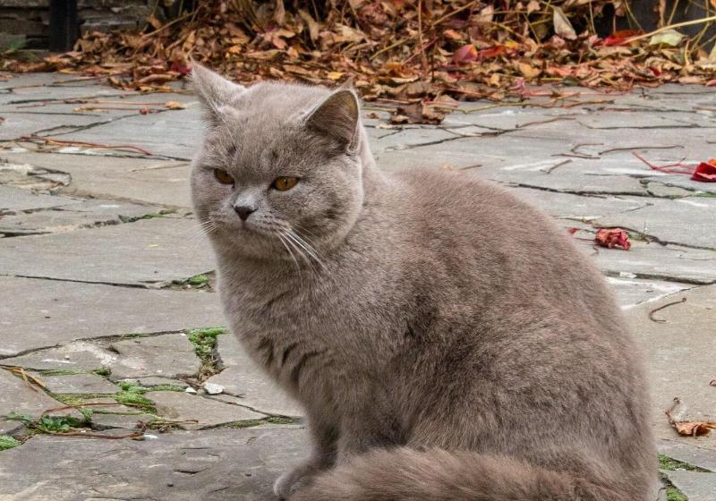 客栈  Eleon Domodedovo