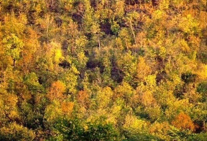 בית מלון כפרי Monsoon Forest