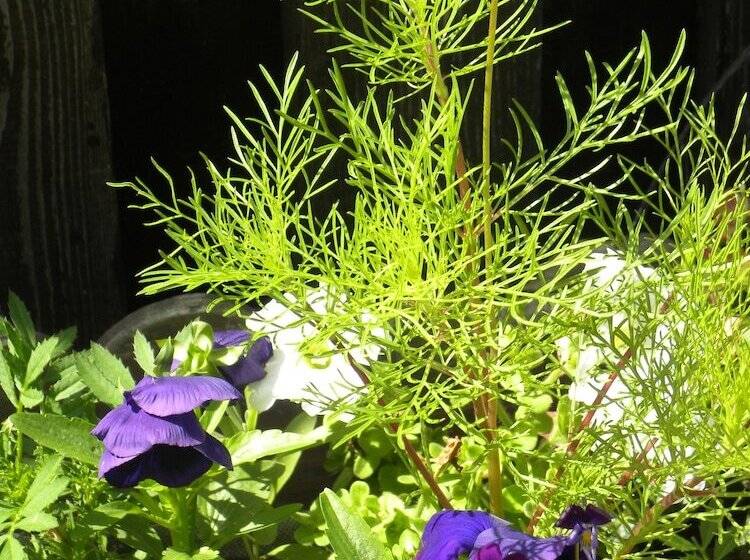 פנסיון Casa Bertha