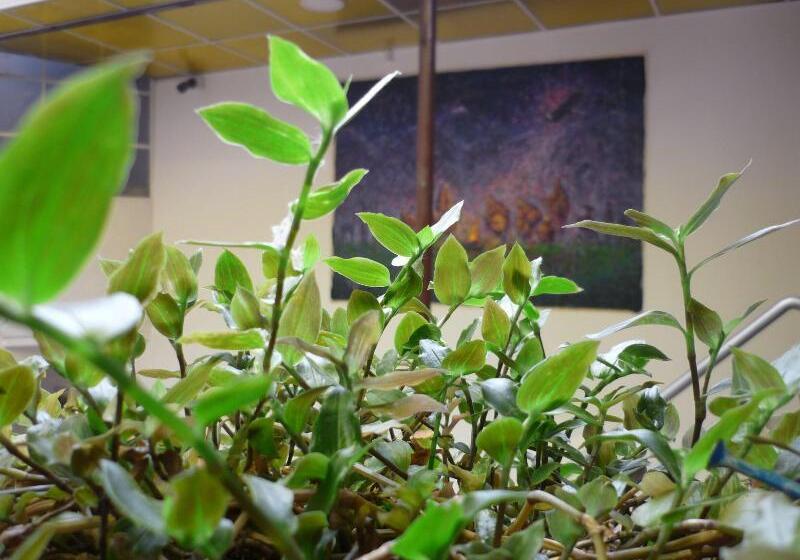 هاستل Casa Inn Hostal