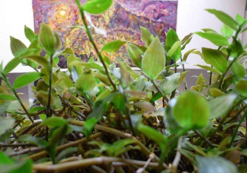 هاستل Casa Inn Hostal