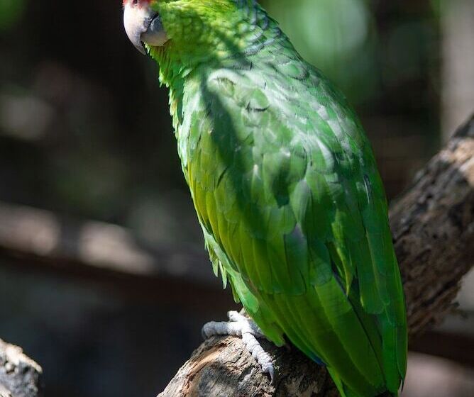 ユースホステル Jungla De Panama