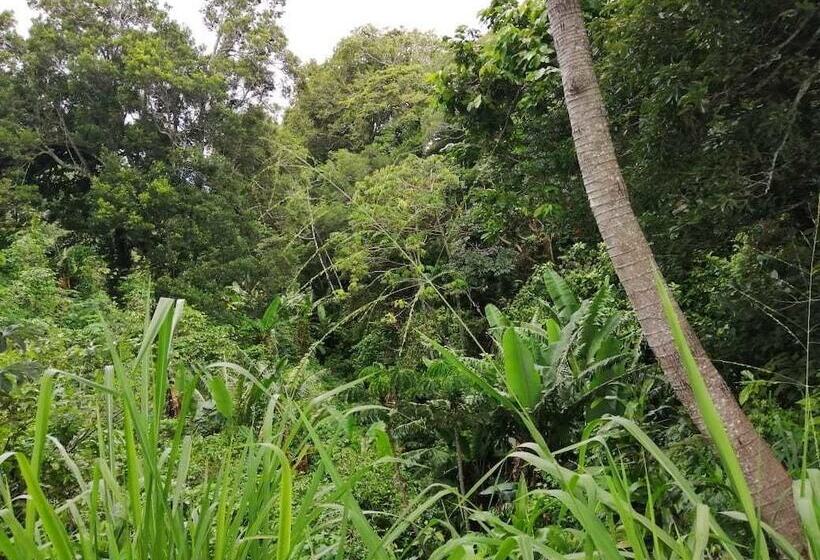 ユースホステル Jungla De Panama