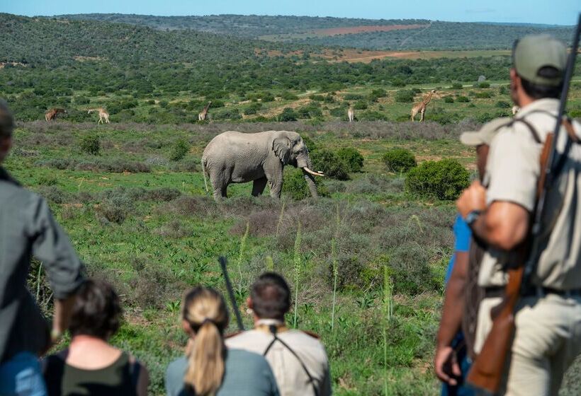 ホテル Shamwari Bayethe