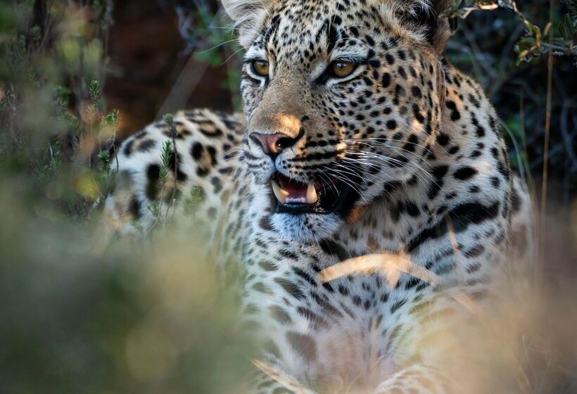 ホテル Shamwari Eagles Crag