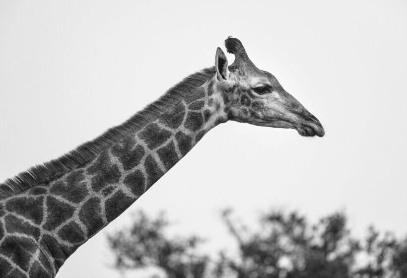 ホテル Shamwari Eagles Crag