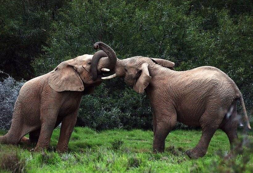 בית מלון כפרי Shamwari Explorer Camp