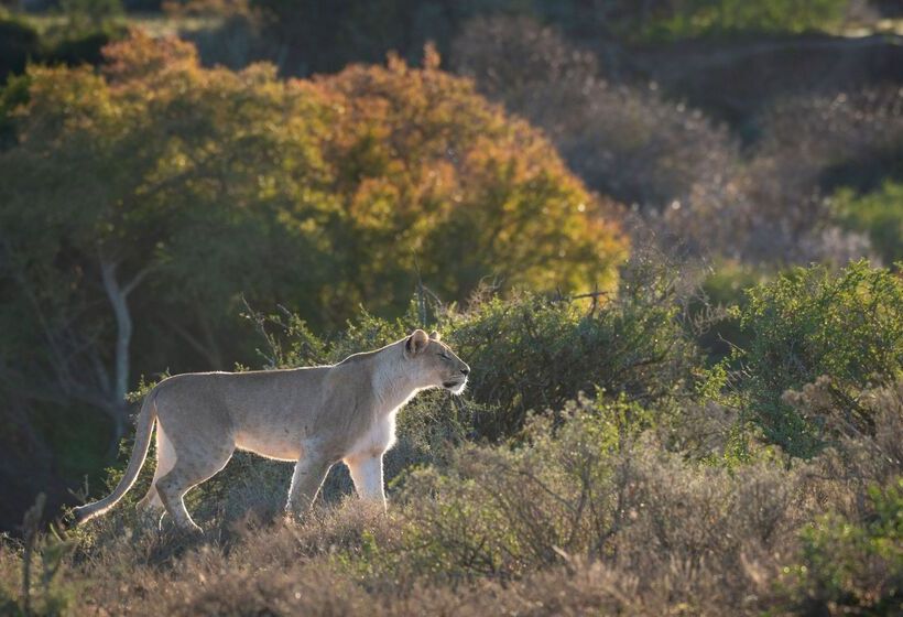 ホテル Shamwari Sarili