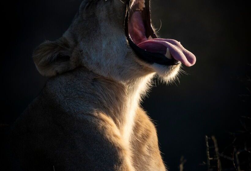 酒店 Shamwari Sarili