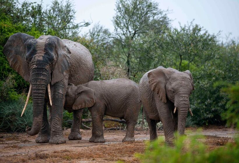 酒店 Shamwari Sarili