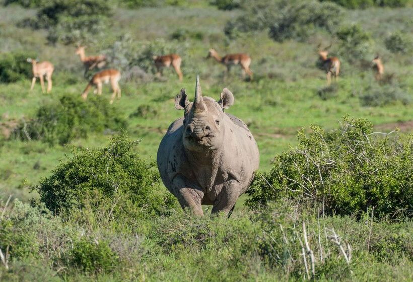 ホテル Shamwari Sarili