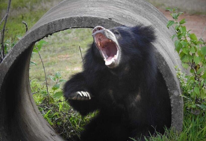 בית מלון כפרי Wilpattu Tree House