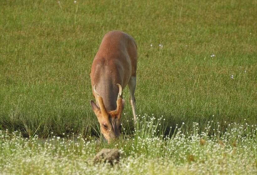 בית מלון כפרי Wilpattu Tree House