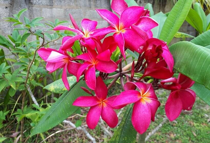 ペンション King Coconut Lodge